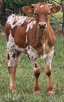 24 Lucky Maiden Bull