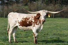 RIA PALOMA DE PALO PINTO SRC