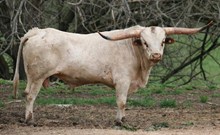 Eldorado Texa 270