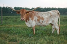 Bodacious Molly