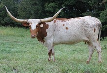 EOT Outback Angie 753