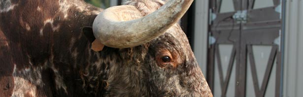 Hoosier Longhorns